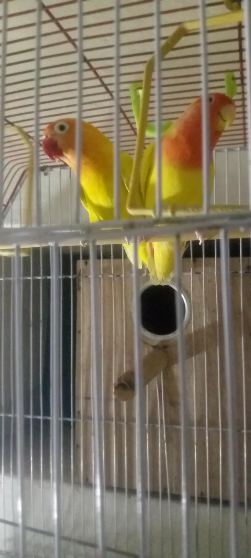 Love birds — photo 3