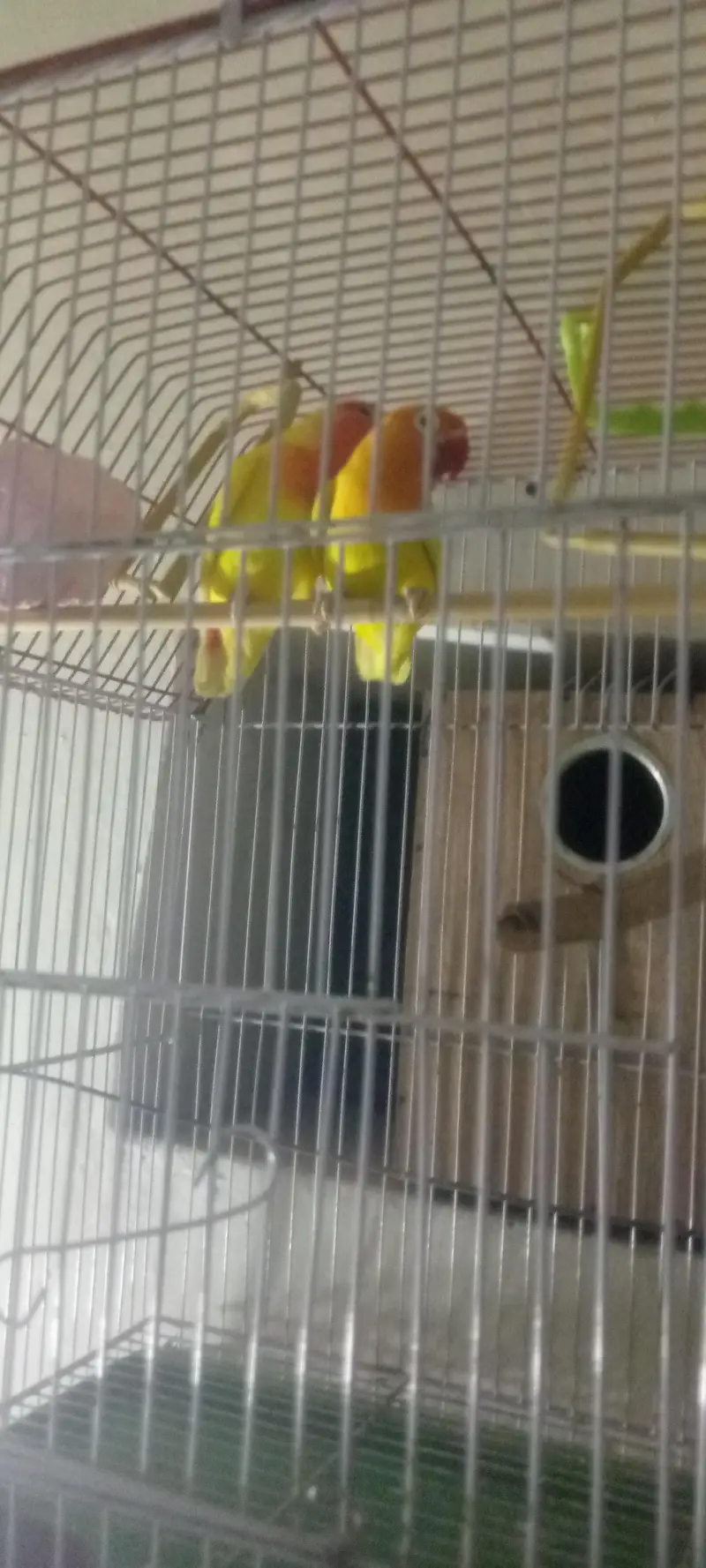 Love birds — photo 4