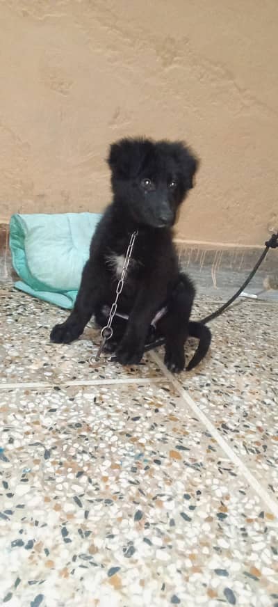 1 female black