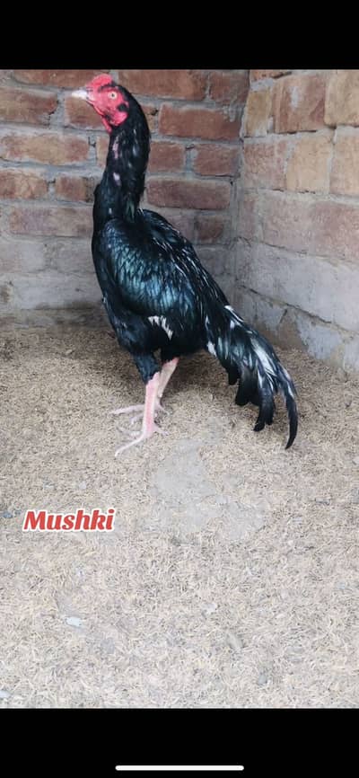 Bnd jor abi patha h mushki 03137187105watapass