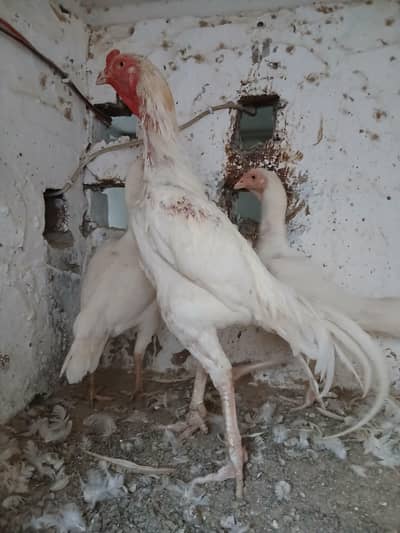 White Heera Aseel | Heera | Noori Heera Breed