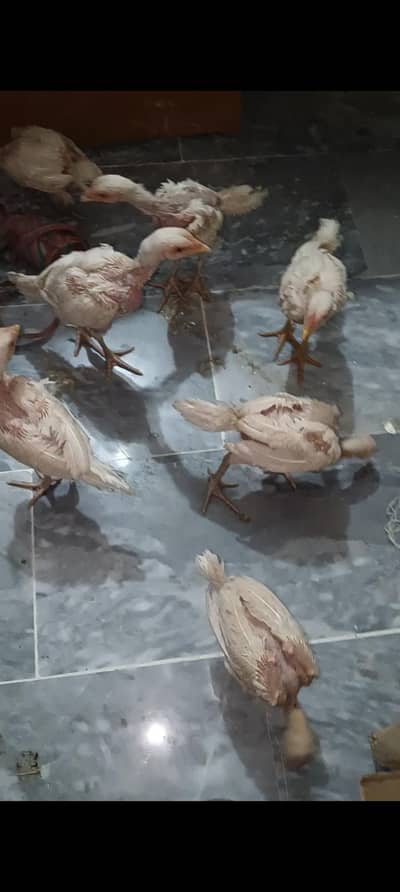 chicks paper white heera choozay or heera Madi