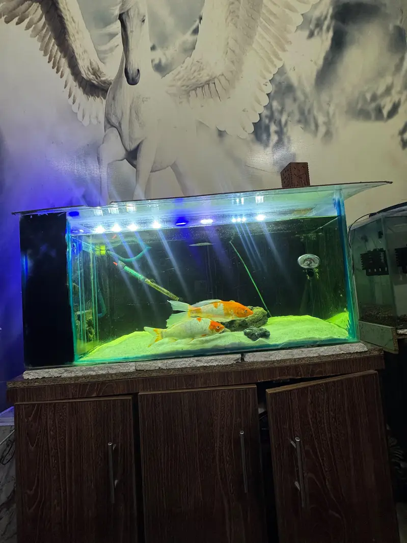 3 feet aquarium with sump accessories and fish