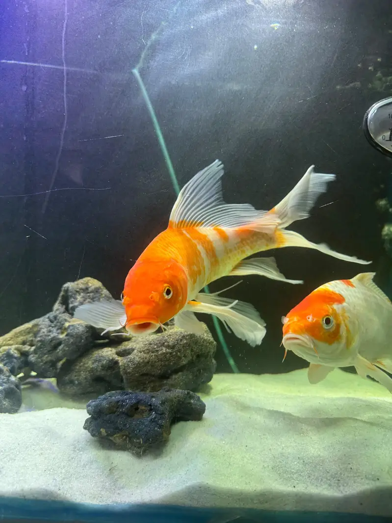 3 feet aquarium with sump accessories and fish — photo 3