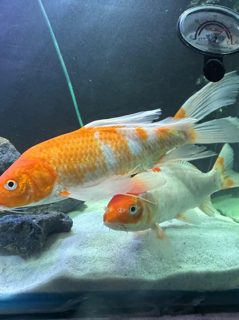 3 feet aquarium with sump accessories and fish — photo 4