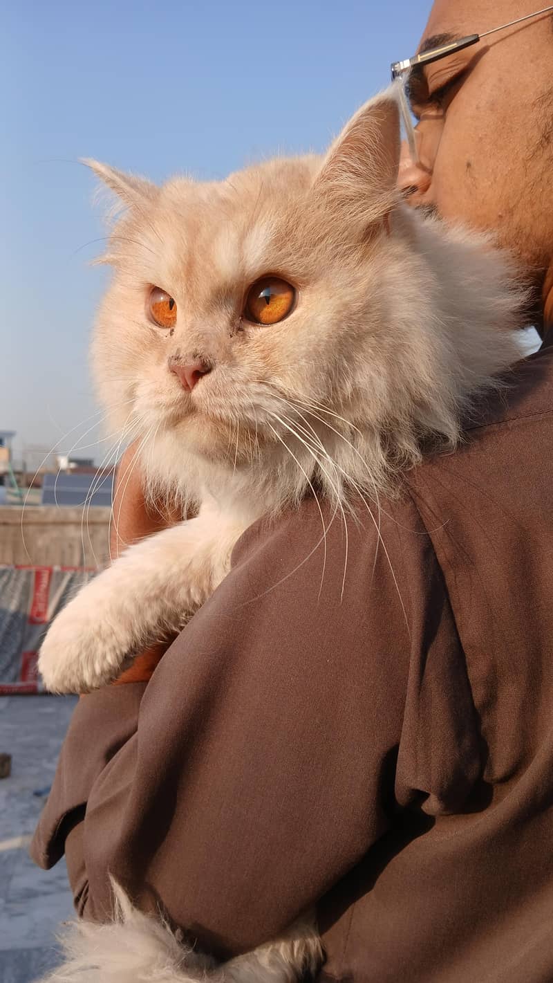persian cats 0