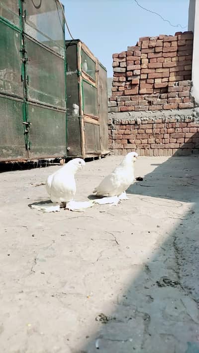 white long face