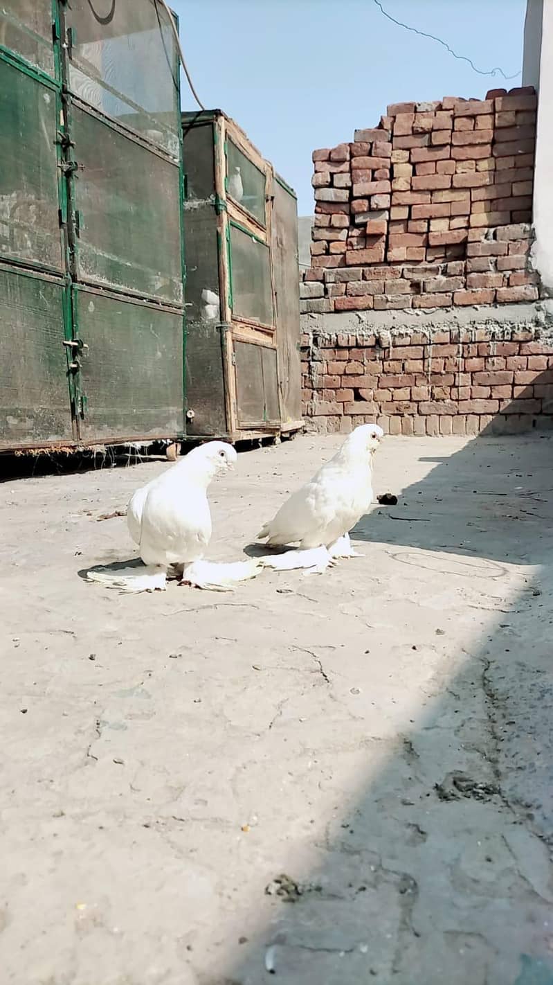 white long face 0
