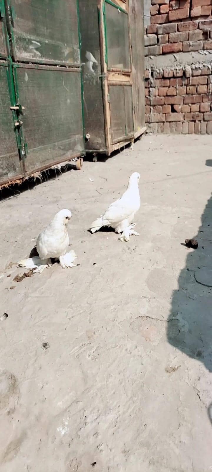white long face 1