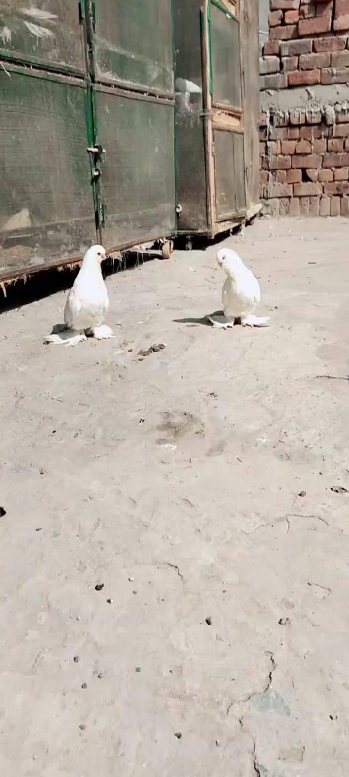 white long face 2