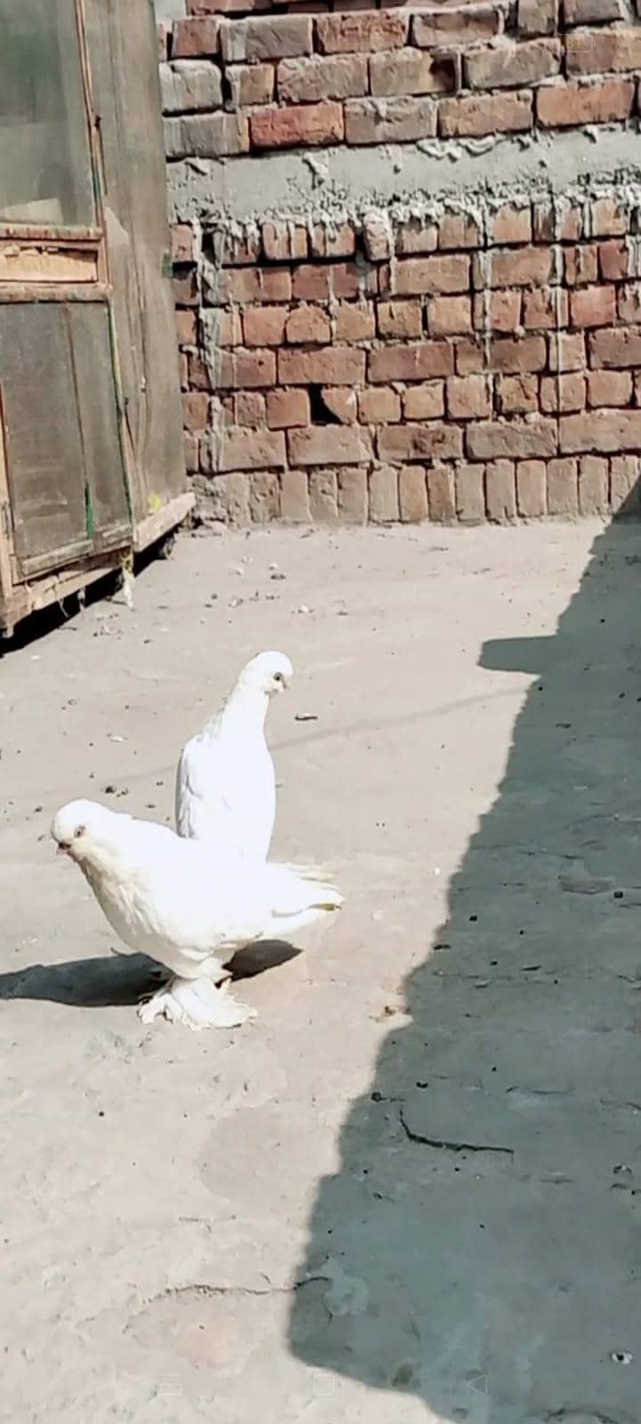 white long face 3