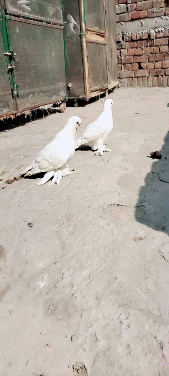 white long face 4