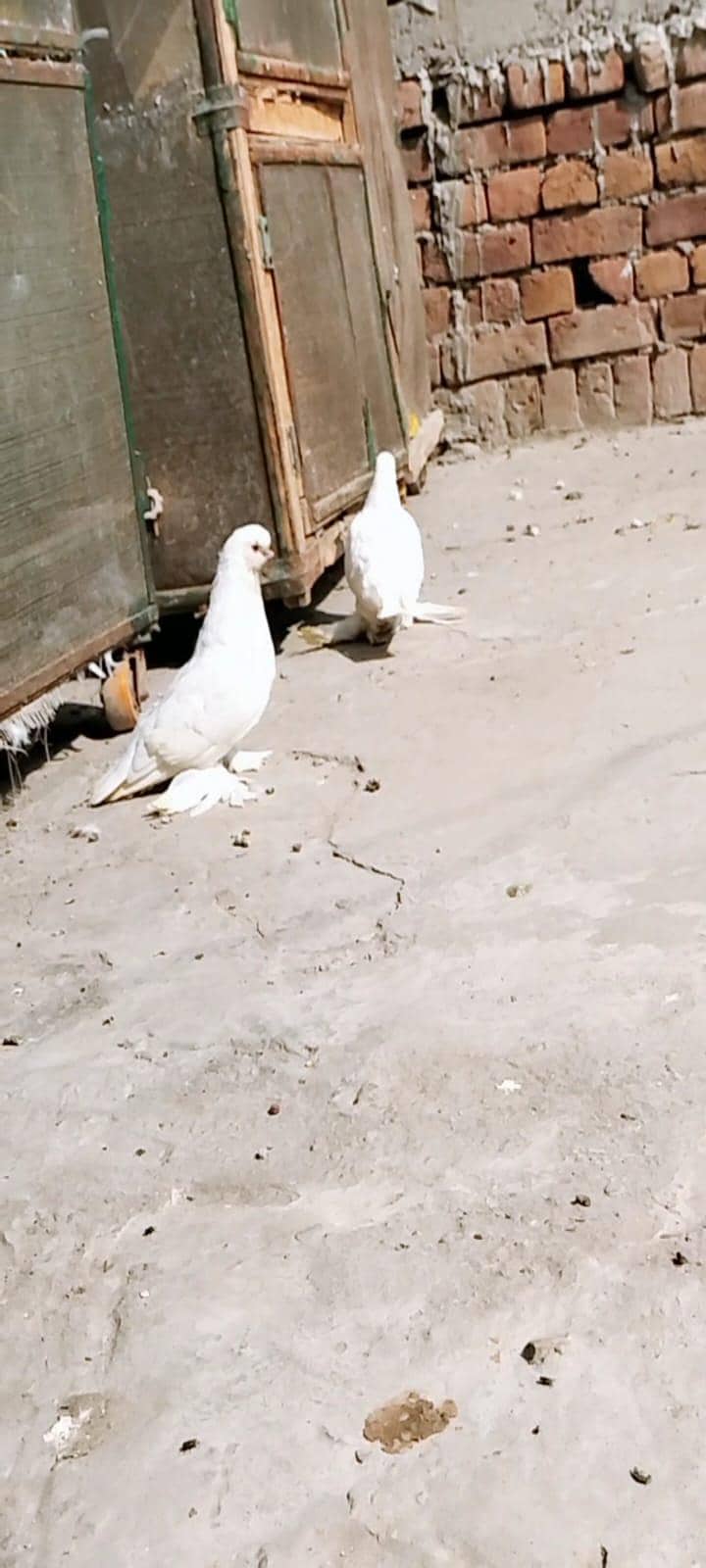 white long face 5