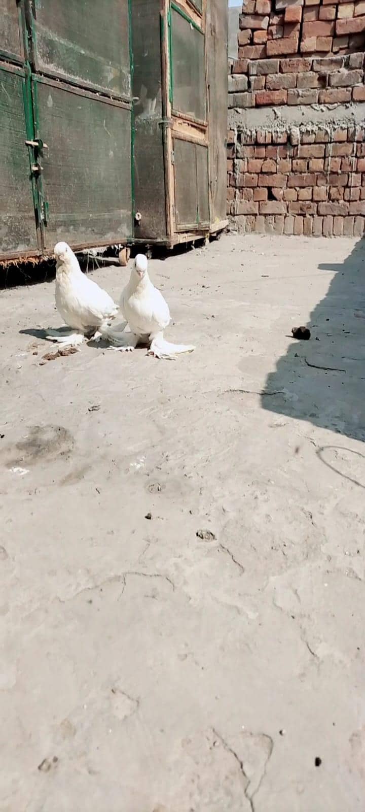 white long face 6