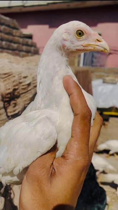 Paper white heera chicks