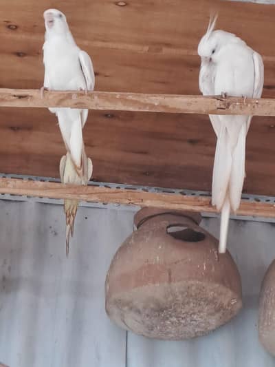 breeder pair or other motation
