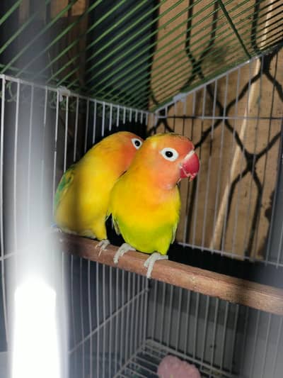 Lovebird Pair with multi color