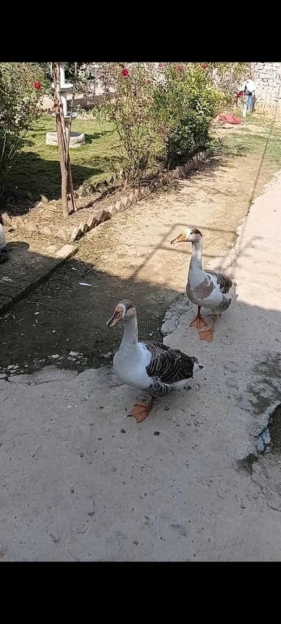 Fancy pair Ducks sale