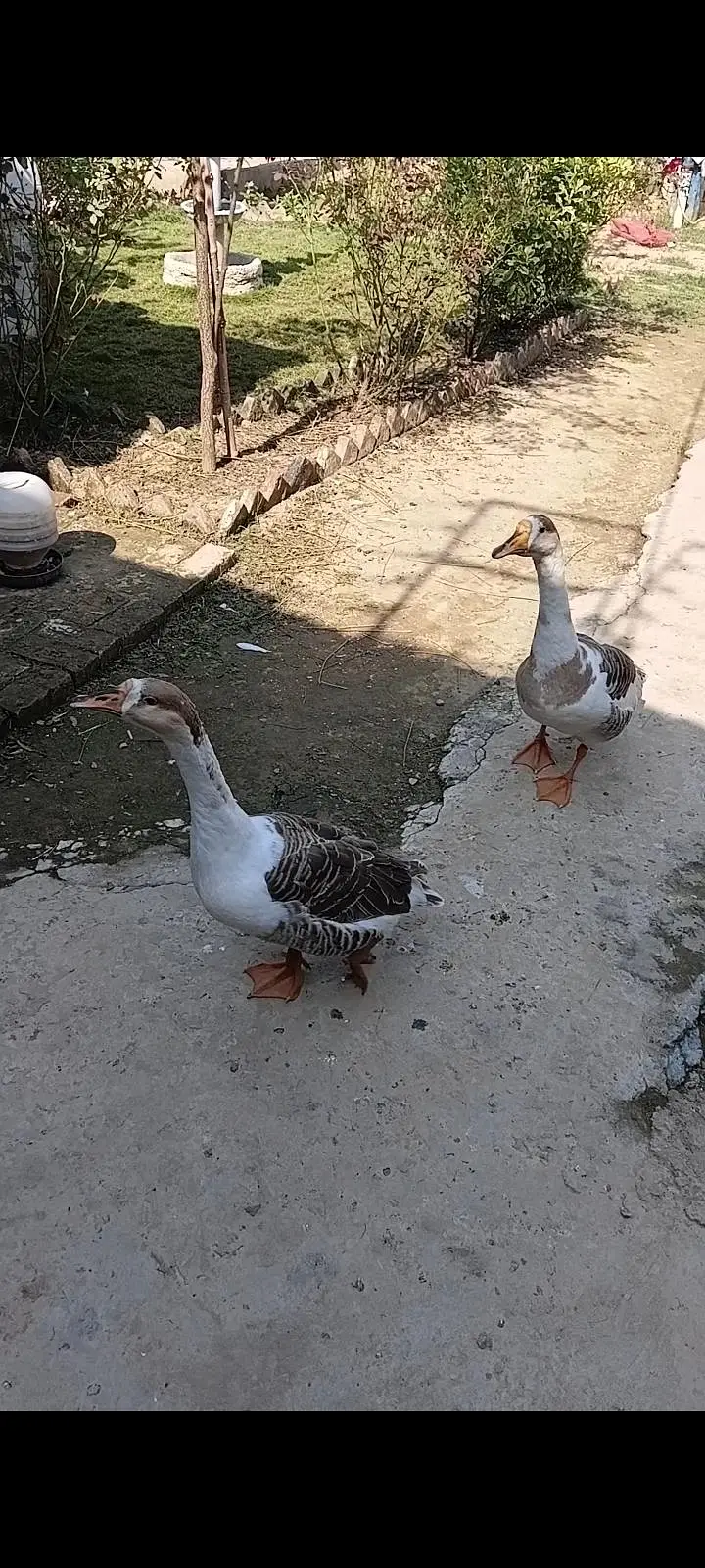 Fancy pair Ducks sale — photo 2