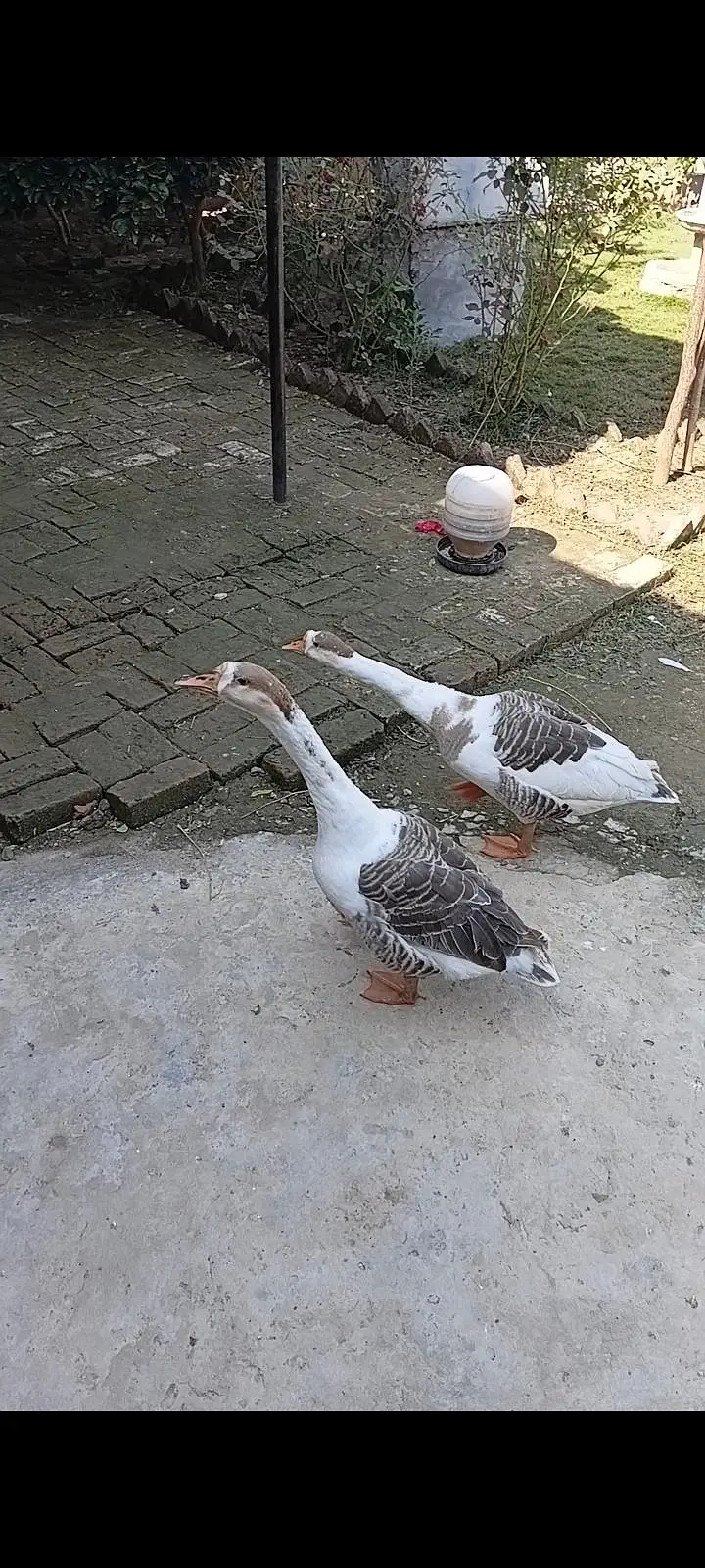 Fancy pair Ducks sale — photo 3