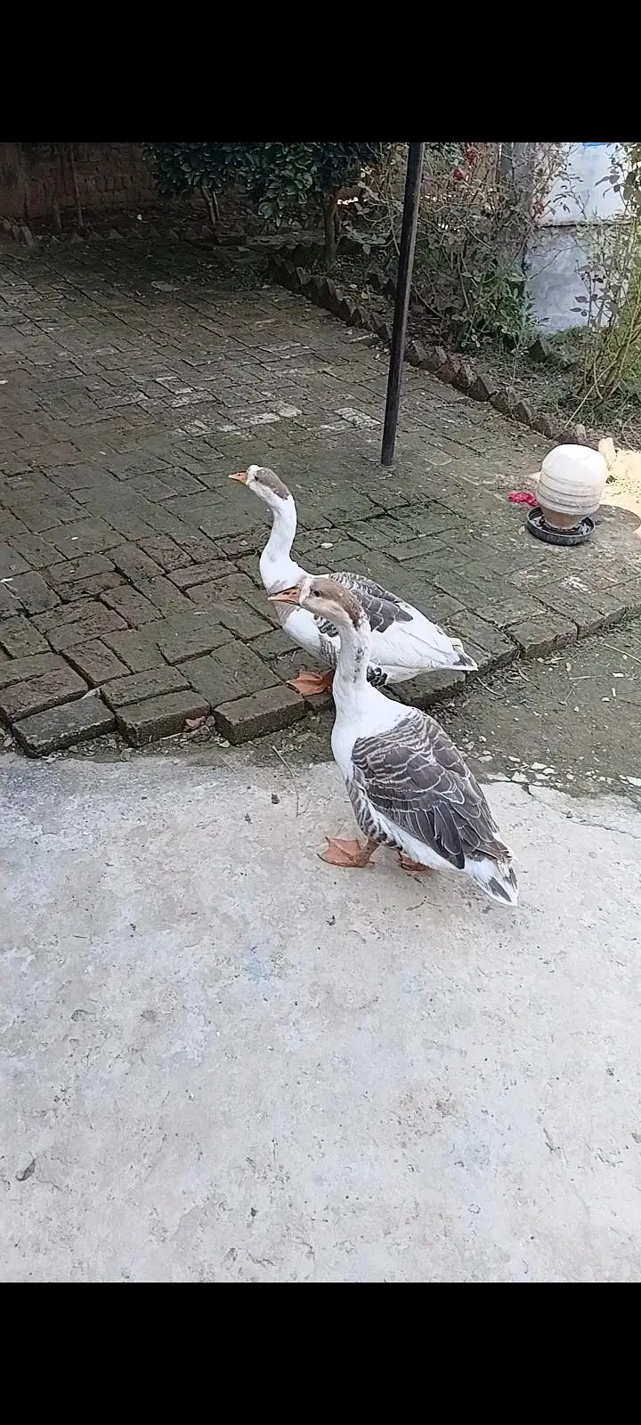 Fancy pair Ducks sale — photo 4