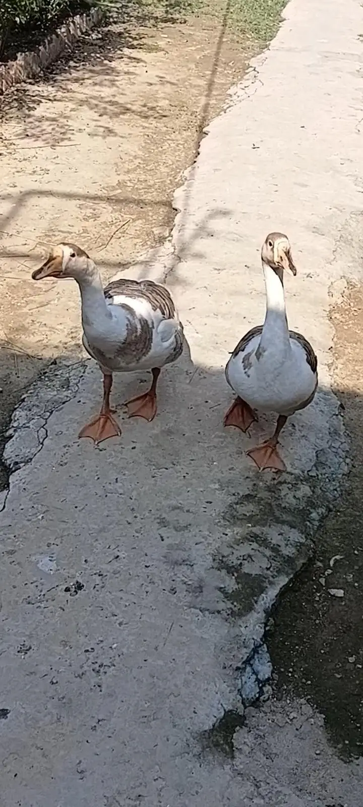 Fancy pair Ducks sale — photo 5