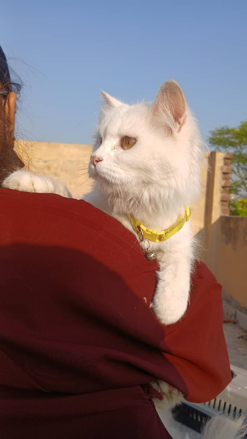 persian cats 1