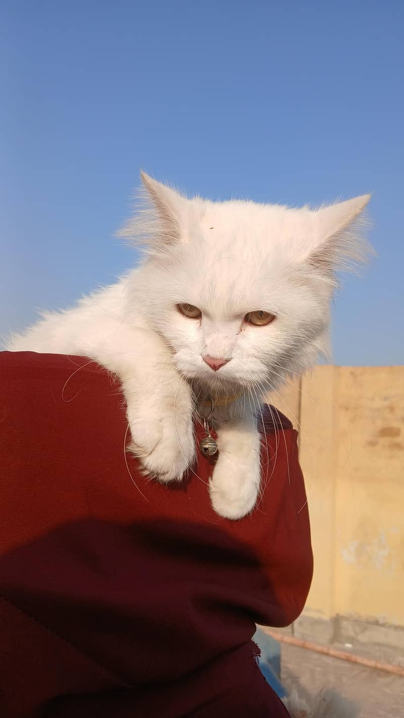 persian cats 2