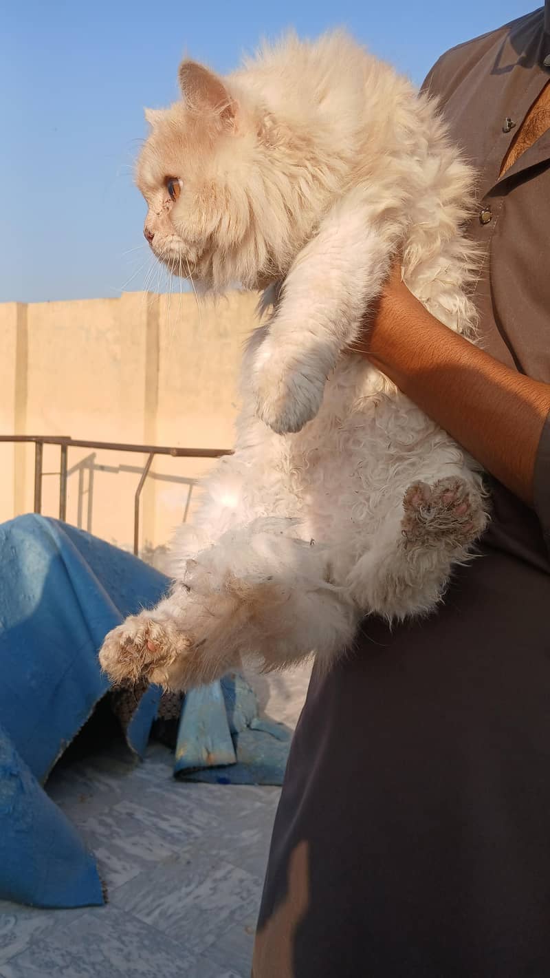 persian cats 3