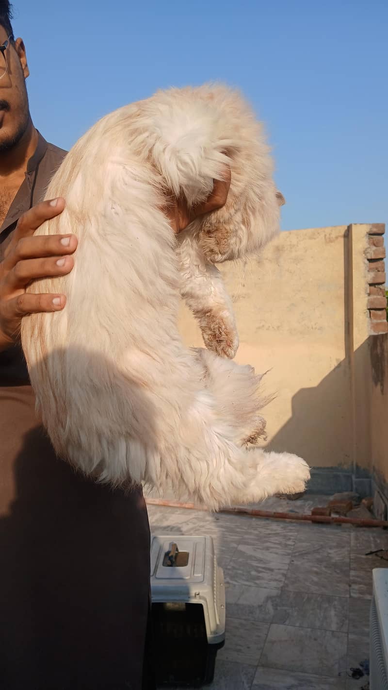 persian cats 4