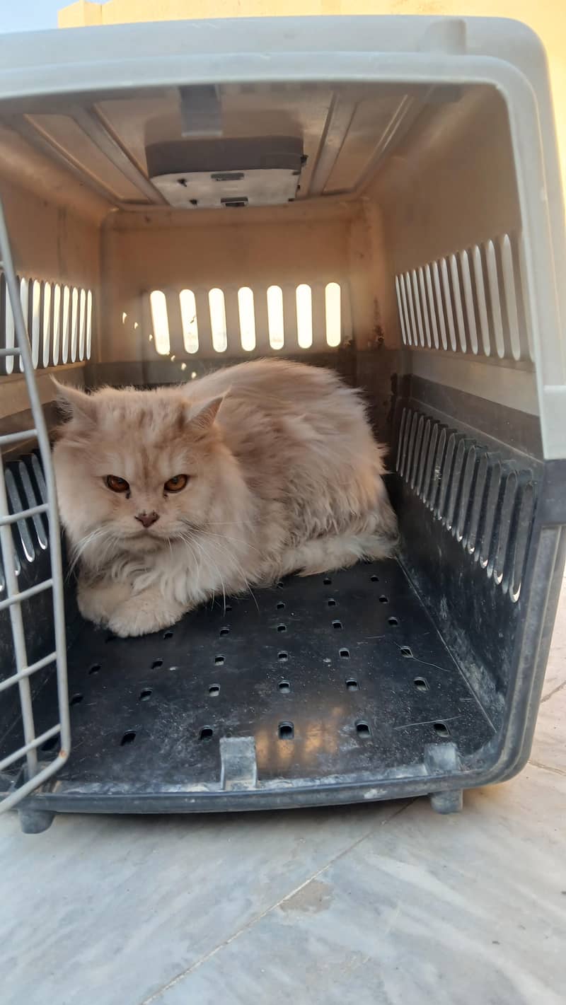 persian cats 6