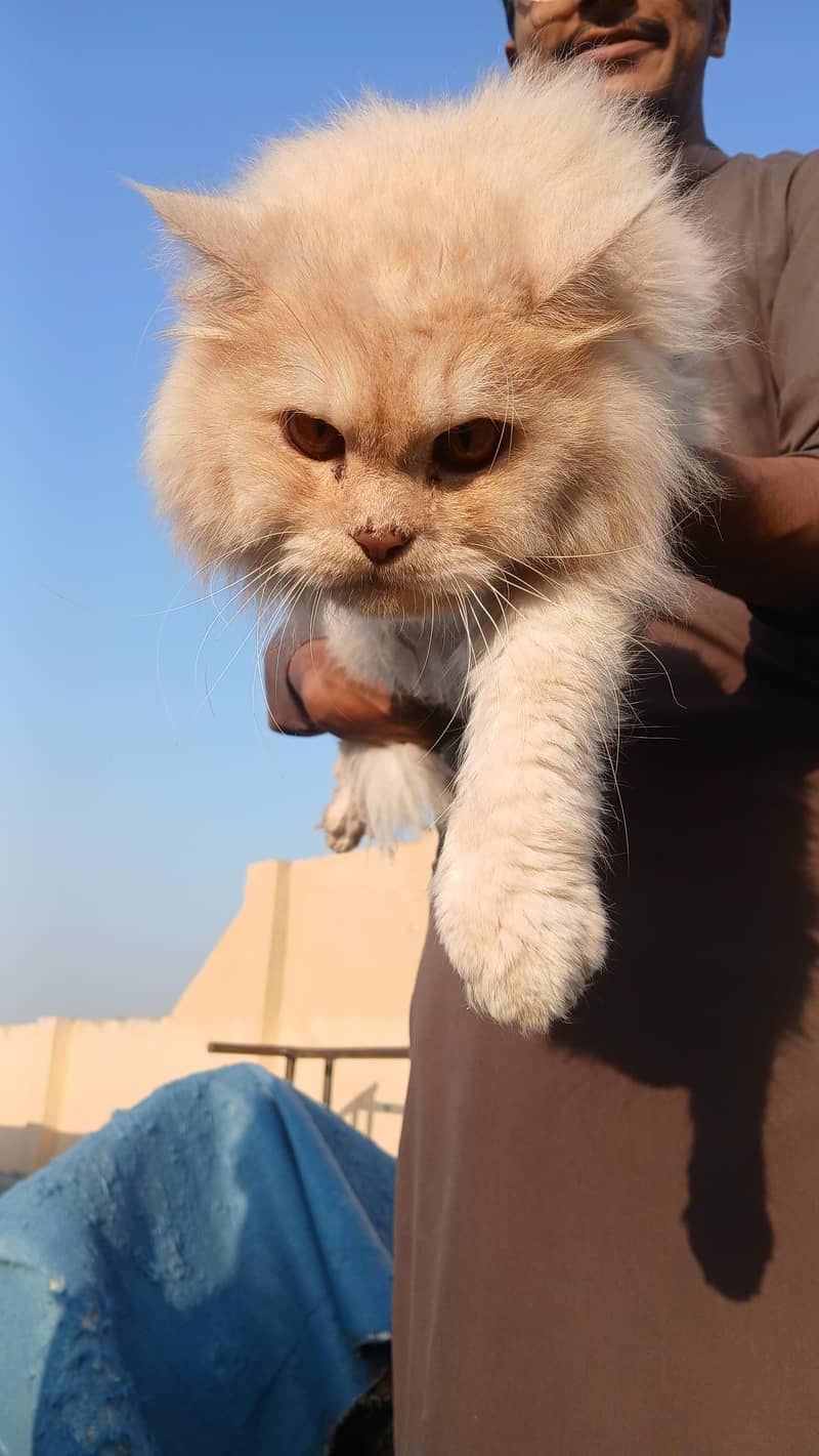 persian cats 7