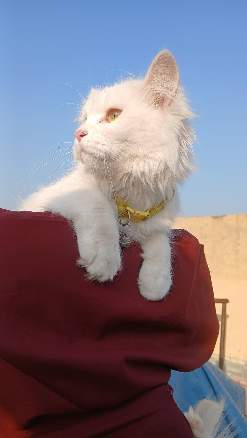 persian cats 8