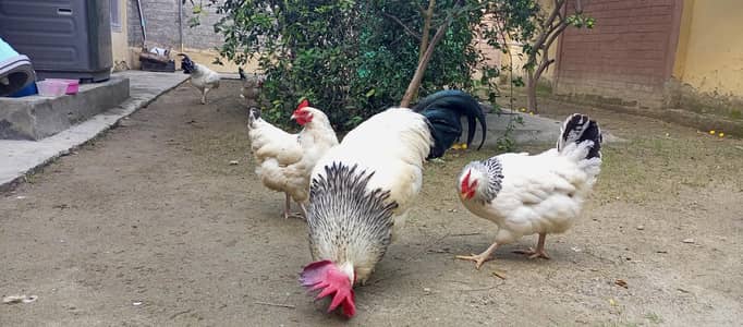 light Sussex 2 pairs. heritage breed