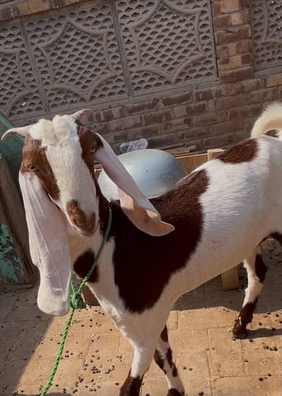 Gulabi tedda male