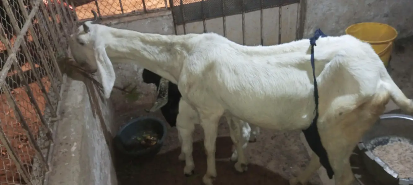 jatan bakri