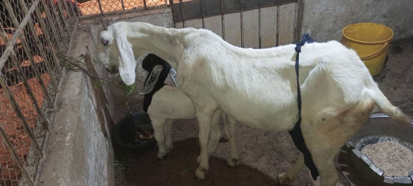 jatan bakri 1