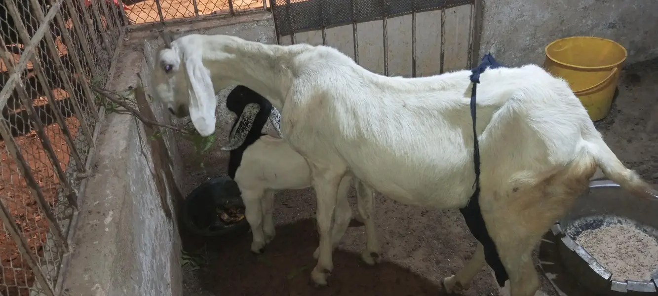 jatan bakri — photo 2