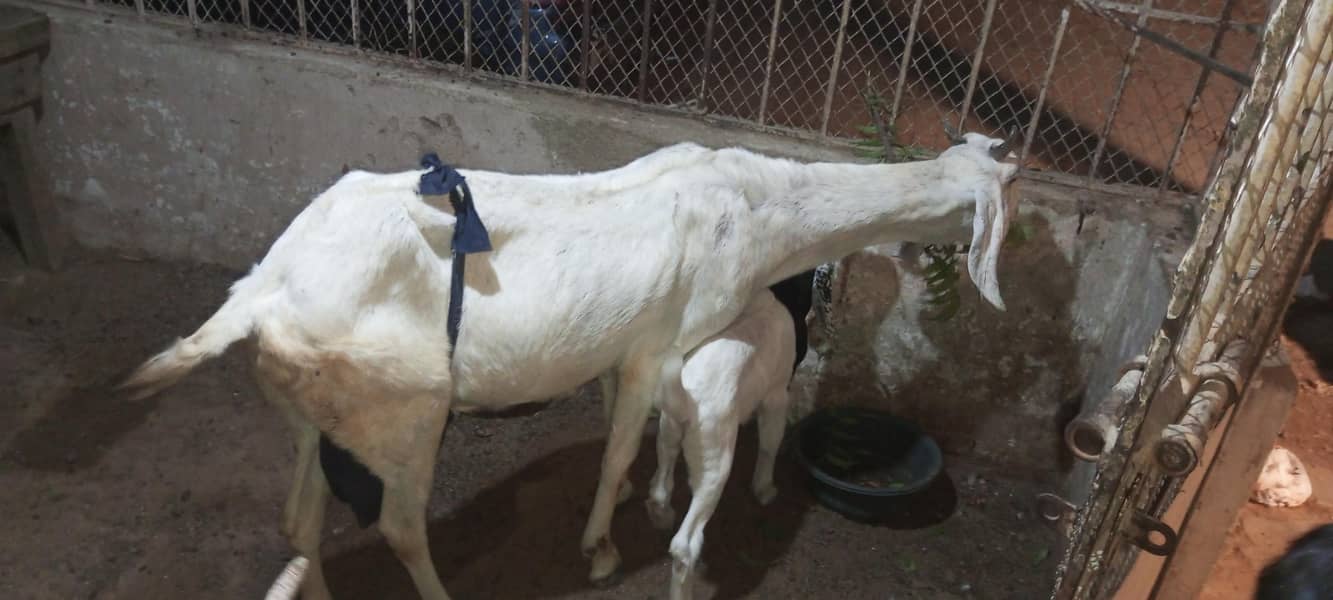 jatan bakri 2