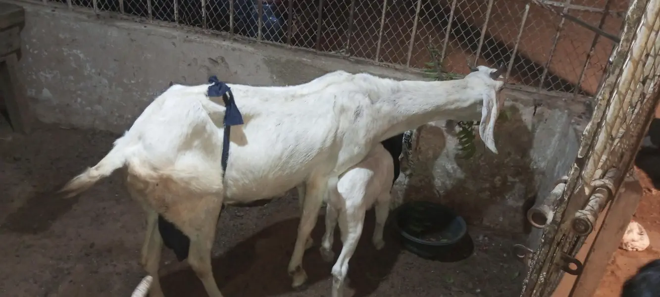 jatan bakri — photo 3
