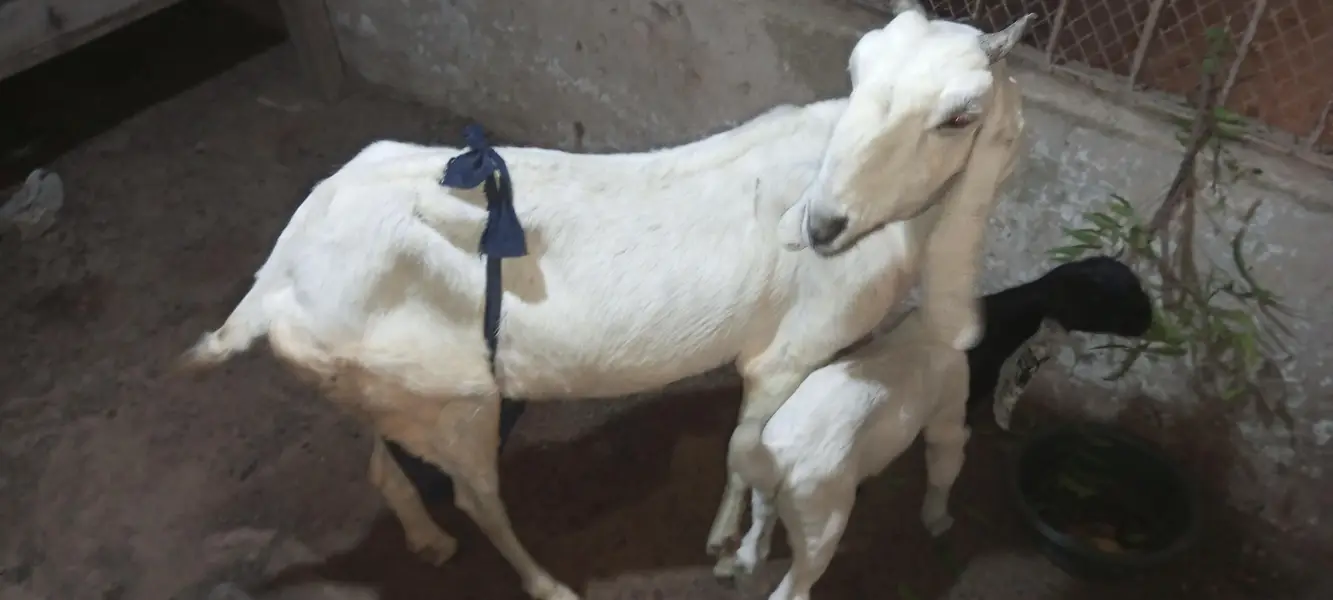 jatan bakri — photo 4