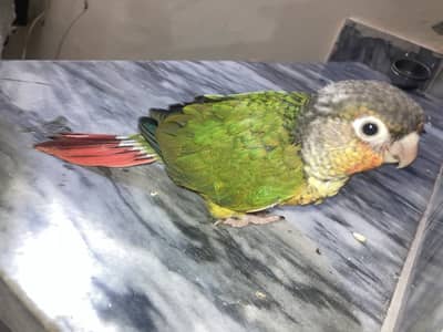 conure chicks