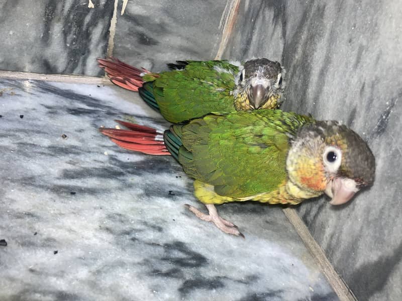 conure chicks 1