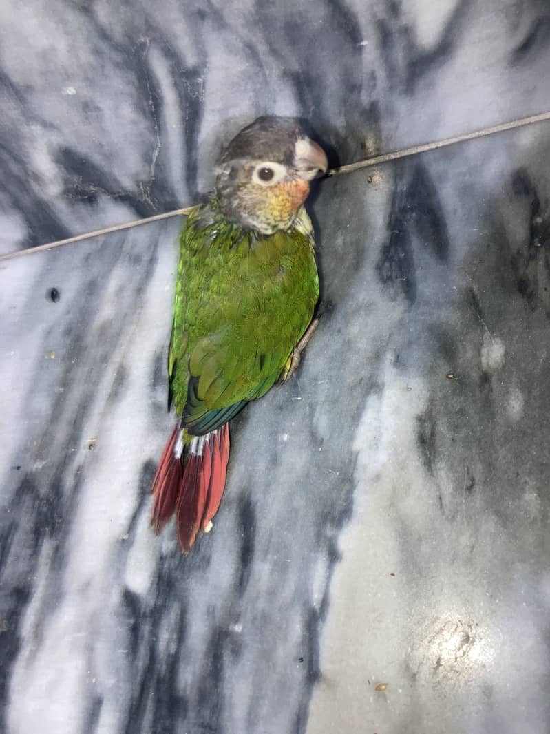 conure chicks 2