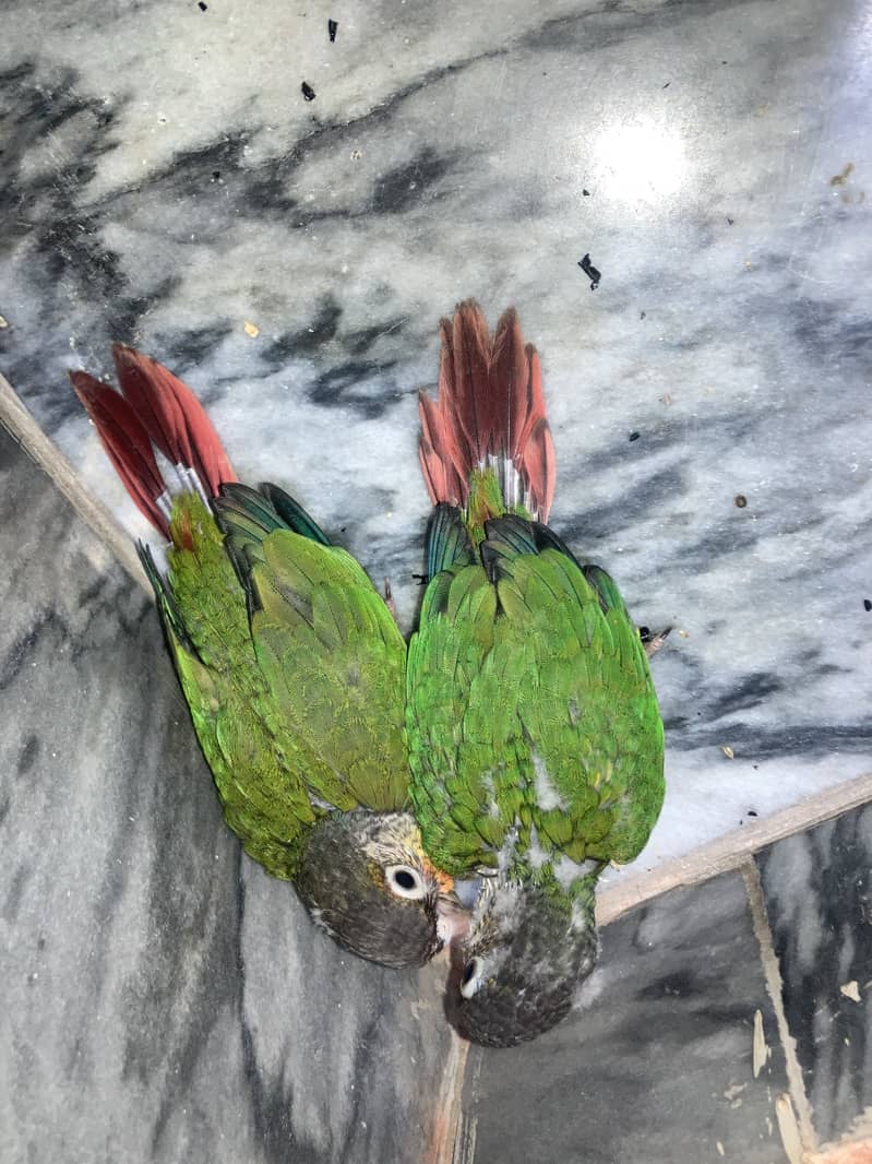 conure chicks 3