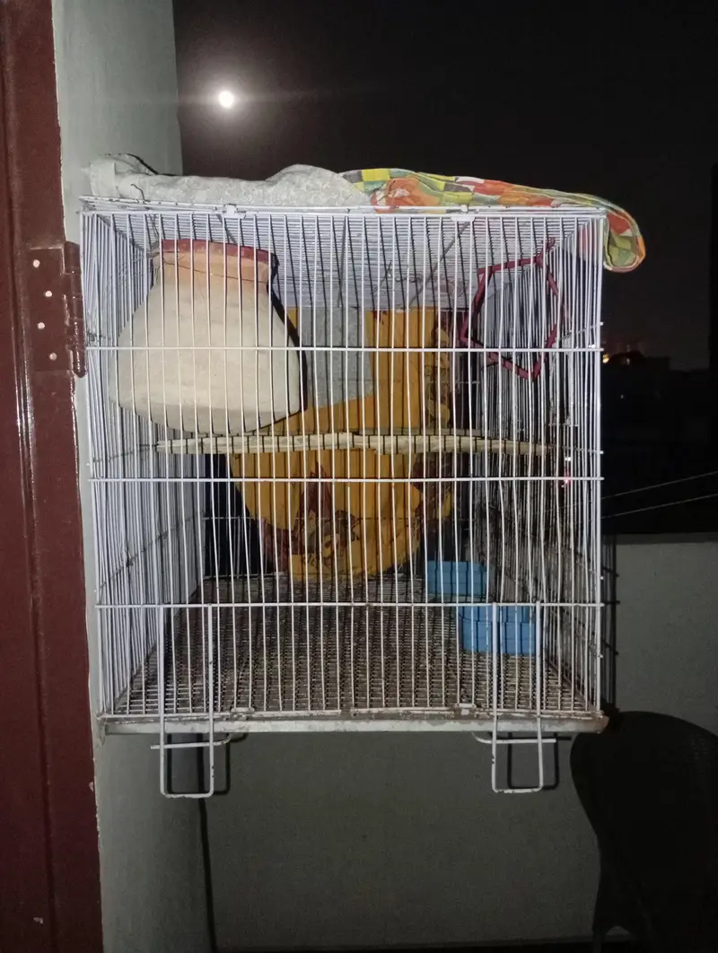gray java breeder pair and cage for sale — photo 2