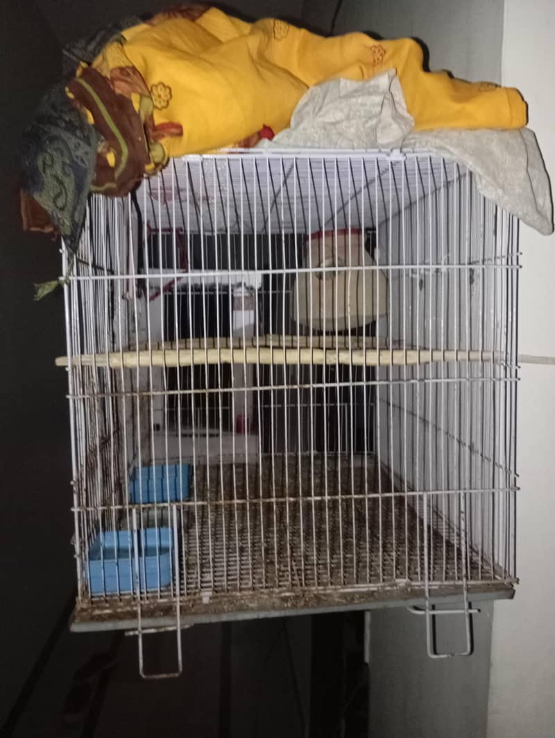 gray java breeder pair and cage for sale 2