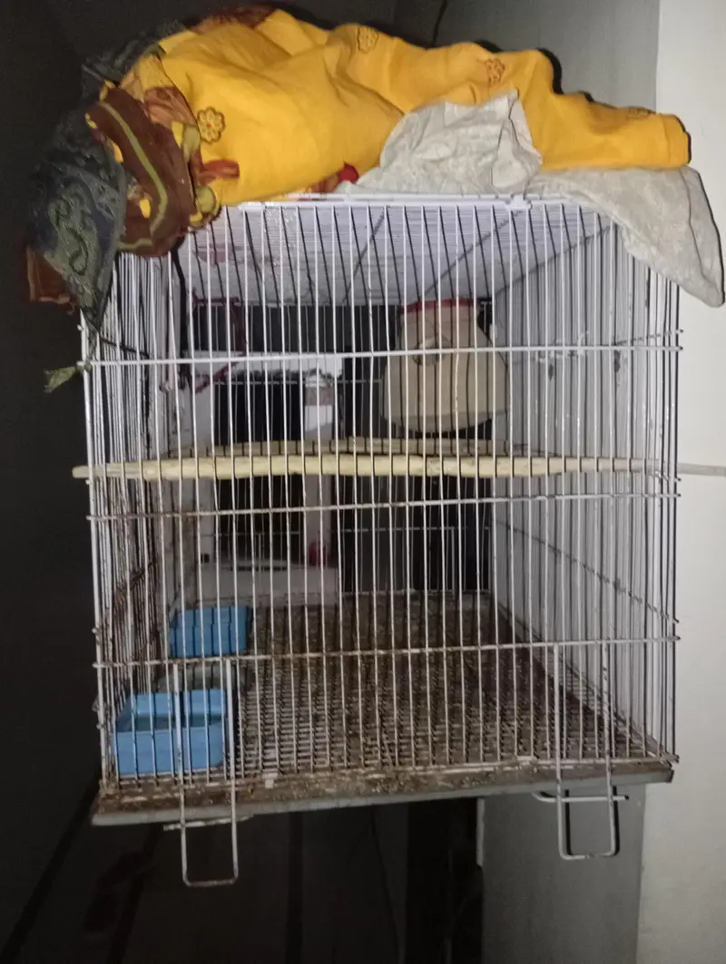 gray java breeder pair and cage for sale — photo 3