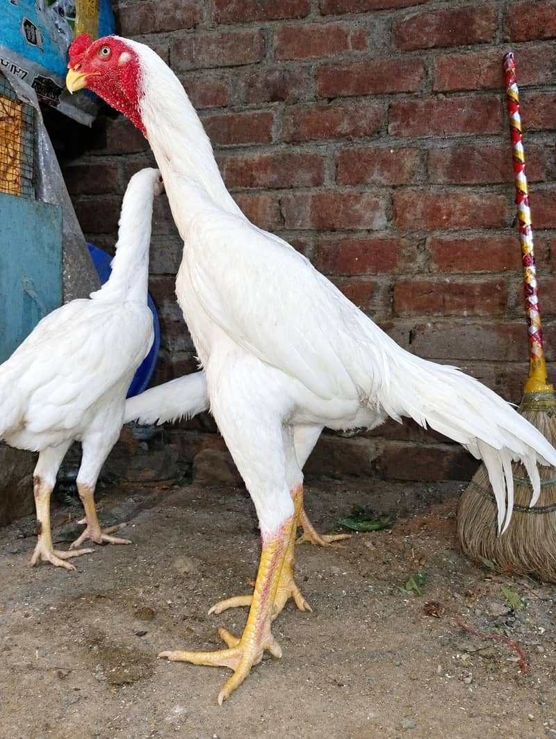 chicks available 0