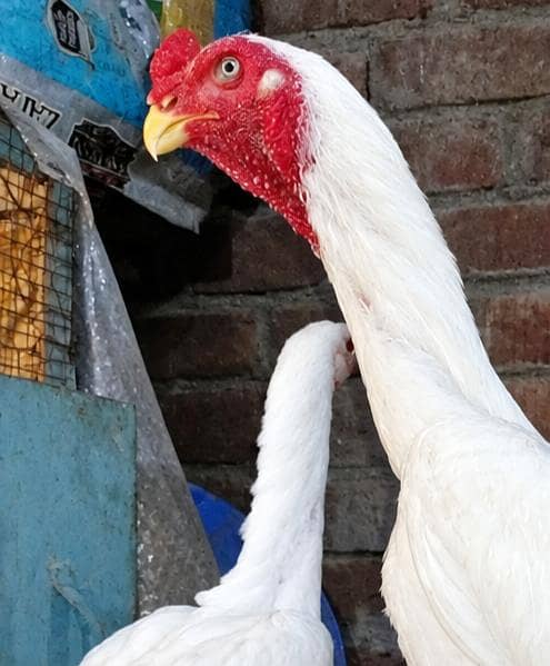 chicks available 1